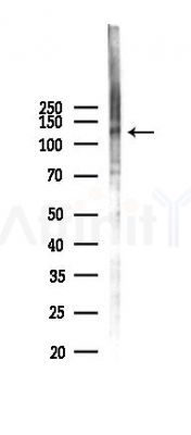 KIBRA Antibody - Western blot analysis of lysates from 293 cells(LPS 4h treatment), using KIBRA Antibody at 1/1000 dilution.