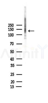 KIBRA Antibody - Western blot analysis of lysates from Rat testis, using KIBRA Antibody at 1/1000 dilution.