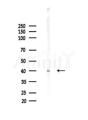 GRAP2 Antibody - Western blot analysis of lysates from RAW264.