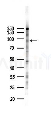 HPK1 Antibody - Western blot analysis of lysates from 293 cells(LPS 4h treatment), using HPK1 Antibody at 1/1000 dilution.
