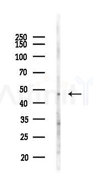 Thrombin Receptor Antibody - Western blot analysis of lysates from 293 cells(LPS 4h treatment), using Thrombin Receptor Antibody at 1/1000 dilution.