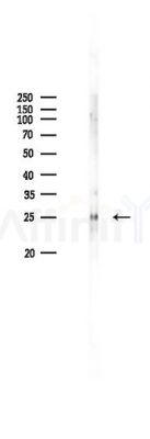 Histone H2AZ Antibody - Western blot analysis of lysates from K562 cells(heat-shock 45min treatment), using Histone H2AZ Antibody at 1/1000 dilution.