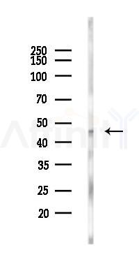 eIF4A2 Antibody - Western blot analysis of lysates from Rat brain, using eIF4A2 Antibody at 1/1000 dilution.