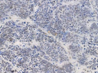 SRF Antibody - AF4703 at 1/100 staining human normal kidney tissue by IHC-P.