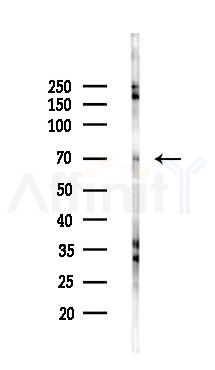 Ku70 Antibody - Western blot analysis of lysates from Hela cells(starvation 24h treatment), using Ku70 Antibody at 1/1000 dilution.