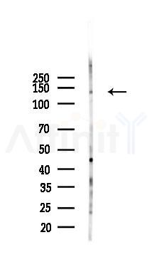 p130 Cas Antibody - Western blot analysis of lysates from Mouse lung, using p130 Cas Antibody at 1/1000 dilution.