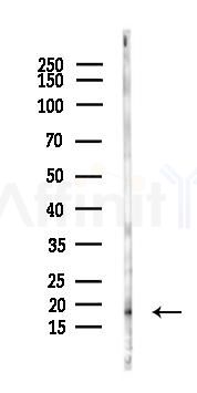 PEA15 Antibody - Western blot analysis of lysates from Rat brain, using PEA15 Antibody at 1/1000 dilution.