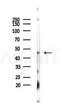 NudC Antibody - Western blot analysis of lysates from K562 cells(heat-shock 45min treatment), using NudC Antibody at 1/1000 dilution.