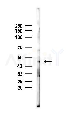 GSK3 beta Antibody - Western blot analysis of lysates from B16F10-LUC cells(LPS 4h treatment), using GSK3 beta Antibody at 1/1000 dilution.