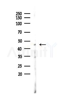 GSK3 beta Antibody - Western blot analysis of lysates from RAW264.