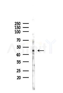 GSK3 beta Antibody - Western blot analysis of lysates from Hela cells(starvation 24h treatment), using GSK3 beta Antibody at 1/1000 dilution.