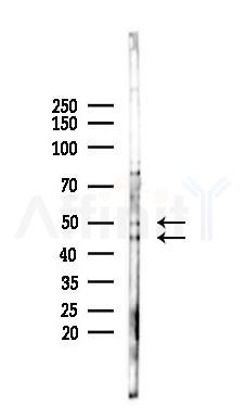 GSK3 beta Antibody - Western blot analysis of lysates from HUVEC cells(starvation 24h treatment), using GSK3 beta Antibody at 1/1000 dilution.