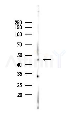 GSK3 beta Antibody - Western blot analysis of lysates from Mouse brain, using GSK3 beta Antibody at 1/1000 dilution.
