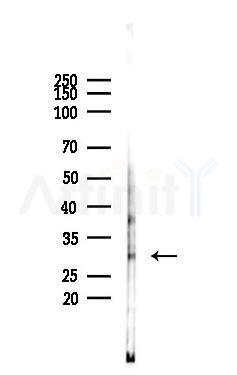 CD63 Antibody - Western blot analysis of lysates from Mouse brain, using CD63 Antibody at 1/1000 dilution.