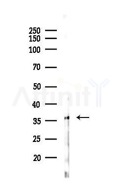 CD63 Antibody - Western blot analysis of lysates from B16F10-LUC cells(LPS 4h treatment), using CD63 Antibody at 1/1000 dilution.