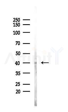 CD63 Antibody - Western blot analysis of lysates from Mouse lung, using CD63 Antibody at 1/1000 dilution.