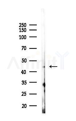 CD63 Antibody - Western blot analysis of lysates from HUVEC cells(starvation 24h treatment), using CD63 Antibody at 1/1000 dilution.
