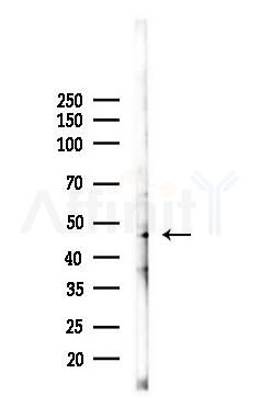 CD63 Antibody - Western blot analysis of lysates from K562 cells(LPS 4h treatment), using CD63 Antibody at 1/1000 dilution.