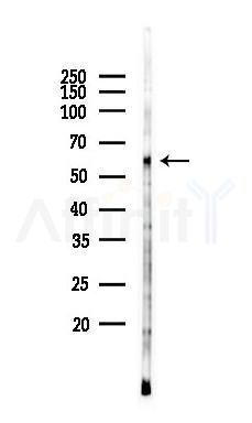 Beclin 1 Antibody - Western blot analysis of lysates from RAW264.