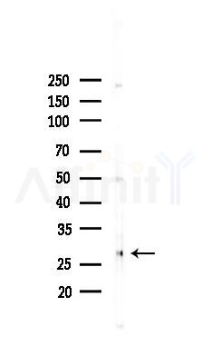 VEGFA Antibody - Western blot analysis of lysates from Rat brain, using VEGFA Antibody at 1/1000 dilution.