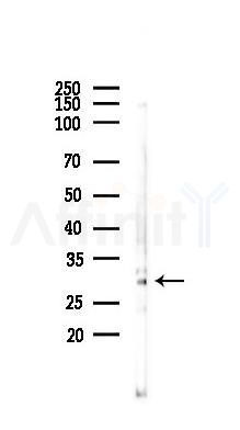 VEGFA Antibody - Western blot analysis of lysates from Mouse brain, using VEGFA Antibody at 1/1000 dilution.