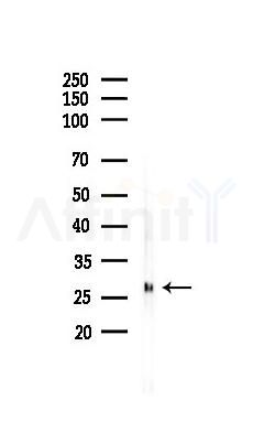 VEGFA Antibody - Western blot analysis of lysates from Mouse lung, using VEGFA Antibody at 1/1000 dilution.
