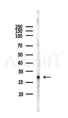 VEGFA Antibody - Western blot analysis of lysates from Rat heart, using VEGFA Antibody at 1/1000 dilution.