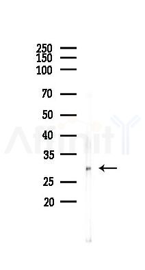 VEGFA Antibody - Western blot analysis of lysates from Mouse brain, using VEGFA Antibody at 1/1000 dilution.