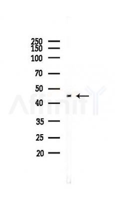 VEGFA Antibody - Western blot analysis of lysates from PC12 cells(UV 30min treatment), using VEGFA Antibody at 1/1000 dilution.