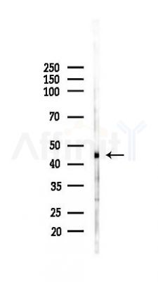 VEGFA Antibody - Western blot analysis of lysates from Mouse liver, using VEGFA Antibody at 1/1000 dilution.