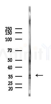 Annexin III Antibody - Western blot analysis of lysates from Rat testis, using Annexin III Antibody at 1/1000 dilution.