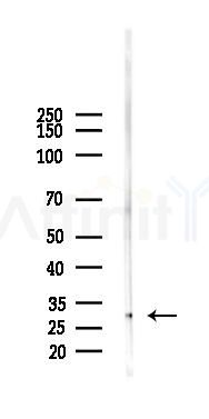 BMP2 Antibody - Western blot analysis of lysates from Mouse lung, using BMP2 Antibody at 1/1000 dilution.
