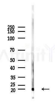 BMP2 Antibody - Western blot analysis of lysates from Rat testis, using BMP2 Antibody at 1/1000 dilution.