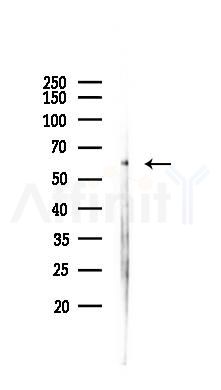 BMP2 Antibody - Western blot analysis of lysates from Mouse testis, using BMP2 Antibody at 1/1000 dilution.