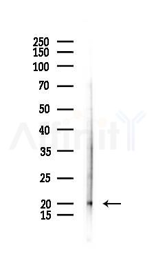 BMP2 Antibody - Western blot analysis of lysates from PC12 cells(UV 30min treatment), using BMP2 Antibody at 1/1000 dilution.