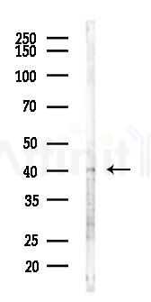 GATA 5 Antibody - Western blot analysis of lysates from 293 cells(heat-shock 45min treatment), using GATA 5 Antibody at 1/1000 dilution.