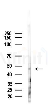 BMP4 Antibody - Western blot analysis of lysates from Mouse lung, using BMP4 Antibody at 1/1000 dilution.