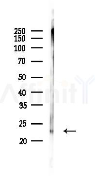 Claudin 5 Antibody - Western blot analysis of lysates from Mouse lung, using Claudin 5 Antibody at 1/1000 dilution.