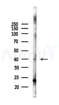 GPR120 Antibody - Western blot analysis of lysates from Rat brain, using GPR120 Antibody at 1/1000 dilution.