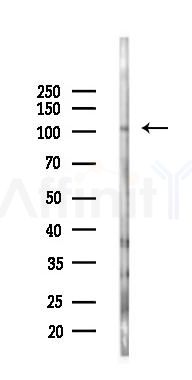 EPHA5 Antibody - Western blot analysis of lysates from RAW264.