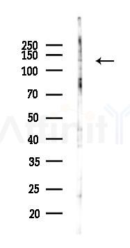 N Cadherin Antibody - Western blot analysis of lysates from RAW264.