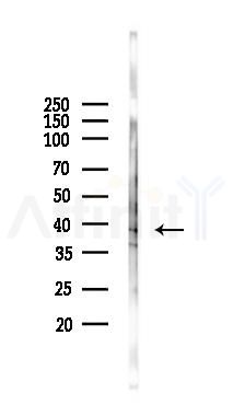 SIRT2 Antibody - Western blot analysis of lysates from Mouse lung, using SIRT2 Antibody at 1/1000 dilution.