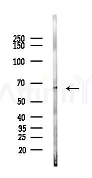 CD55 Antibody - Western blot analysis of lysates from 293 cells(heat-shock 45min treatment), using CD55 Antibody at 1/1000 dilution.