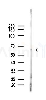 CD55 Antibody - Western blot analysis of lysates from Mouse lung, using CD55 Antibody at 1/1000 dilution.