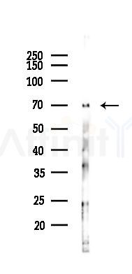 Keap1 Antibody - Western blot analysis of lysates from Rat liver, using Keap1 Antibody at 1/1000 dilution.