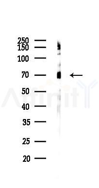 Keap1 Antibody - Western blot analysis of lysates from Mouse testis, using Keap1 Antibody at 1/1000 dilution.