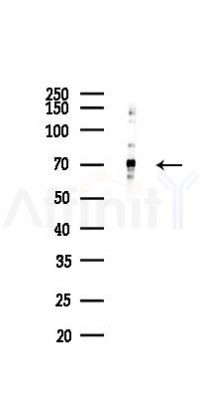 Keap1 Antibody - Western blot analysis of lysates from K562 cells(LPS 4h treatment), using Keap1 Antibody at 1/1000 dilution.