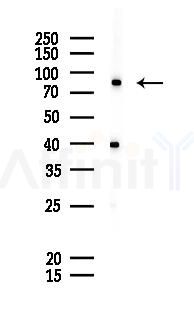 FZD2 Antibody - Western blot analysis of lysates from K562 cells(starvation 24h treatment), using FZD2 Antibody at 1/1000 dilution.