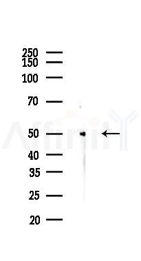 PPAR  alpha Antibody - Western blot analysis of lysates from Rat testis, using PPAR  alpha Antibody at 1/1000 dilution.