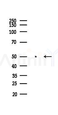 PPAR  alpha Antibody - Western blot analysis of lysates from Mouse testis, using PPAR  alpha Antibody at 1/1000 dilution.